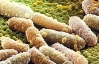 Эпидемию в Европе спровоцировала бактерия-мутант