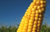 В Украине начала ощутимо дорожать кукуруза