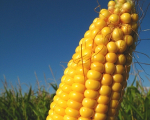 В Украине начала ощутимо дорожать кукуруза