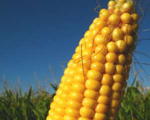 В Україні почала відчутно дорожчати кукурудза