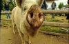 Госветслужба запретила ввоз российских свиней в Украину