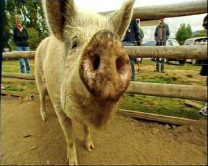 Госветслужба запретила ввоз российских свиней в Украину
