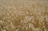 Урожай зерновых будет рекордным, но цены будут расти и дальше - ООН
