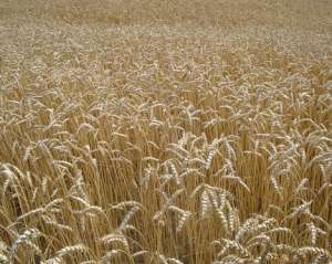 Врожай зернових буде рекордним, але ціни ростимуть й надалі - ООН