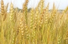 Україна щороку втрачає зерна на 12 мільярдів гривень - експерт
