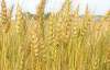 Украина ежегодно теряет зерна на 12 миллиардов гривен - эксперт