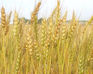 Украина ежегодно теряет зерна на 12 миллиардов гривен - эксперт