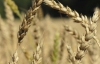 Российская пшеница оказалась ненужной на мировом рынке