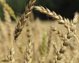 Російська пшениця виявилася непотрібною на світовому ринку