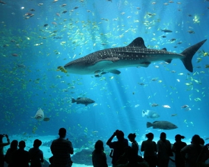 В Киевском зоопарке ищут инвестора для строительства океанариума