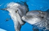 Экологи выступили против строительства дельфинария в Киевском зоопарке
