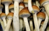 Учені довели позитивний вплив "чарівних" грибів на психіку