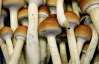 Учені довели позитивний вплив "чарівних" грибів на психіку
