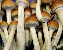 Учені довели позитивний вплив &quot;чарівних&quot; грибів на психіку