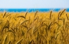 Украинскую пшеницу закупают ливийские повстанцы за деньги Катара и ОАЭ - источник