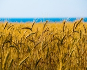 Украинскую пшеницу закупают ливийские повстанцы за деньги Катара и ОАЭ - источник