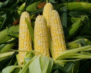 Скасування квот спрацювало: Україна наблизилась до рекорду експорту кукурудзи