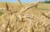 Українці можуть спати спокійно: країну забезпечили зерновими і навіть гречкою