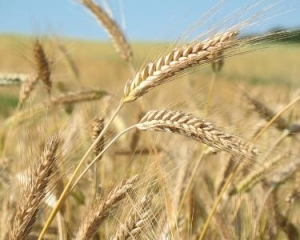 Украинские могут спать спокойно: страну обеспечили зерновыми и даже гречкой