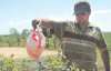 Виктор Немчинов собирает семь килограммов голубики с куста 