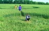 Вісім кругів знайшли на пшеничному полі