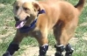 В США собаке бионические протезы заменили все лапы
