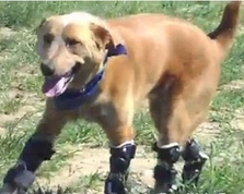 В США собаке бионические протезы заменили все лапы