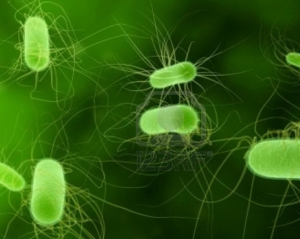 Кишкова інфекція E.coli поширюється через питну воду?
