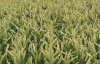 Погода позбавить Україну 20% врожаю пшениці
