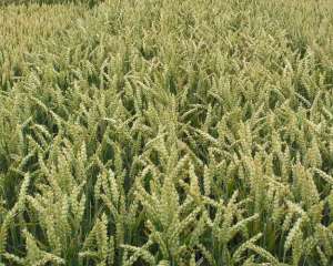 Погода позбавить Україну 20% врожаю пшениці