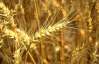 В Кабмине обещают вывезти за границу до 9 млн тонн пшеницы