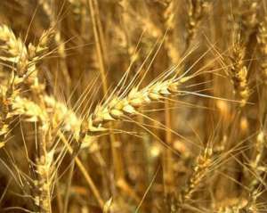 В Кабмине обещают вывезти за границу до 9 млн тонн пшеницы