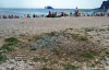 Пляжи Коктебеля залило фекалиями