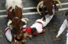 Розлючені бики поранили 42 особи