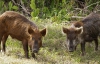 На Прикарпатье люди просят защиты от диких свиней-террористов