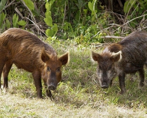 На Прикарпатті люди просять захисту від диких свиней-терористів