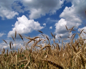 Нынешним украинским урожаем заинтересовался крупнейший импортер пшеницы