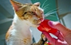 Кошка Лайма съедает помидор за минуту 