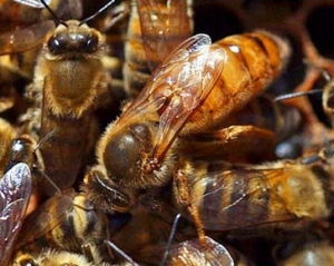 На Тернопільщині рій бджіл зажалив чоловіка до смерті
