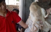 На китайському ринку знайшли  качку з трьома лапами