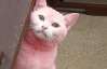 Китаєць знайшов на вулиці рожеве кошеня
