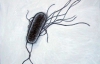 Сметроносну бактерию E.coli превратят в придверные коврики