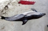 Прокуратура порушить справу про мертвих дельфінів