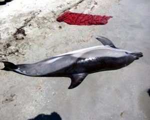 Прокуратура займется делом о мертвых дельфинах