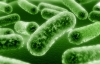 В Европе от очередной инфекции погибли 27 человек
