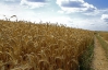Урожай зерна в Україні може перевищити 50 млн тонн