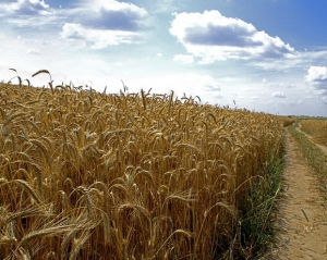 Урожай зерна в Україні може перевищити 50 млн тонн