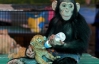 У Таїланді шимпанзе вигодовує тигренят 