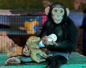 У Таїланді шимпанзе вигодовує тигренят 