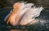 В Крым прилетели розовые пеликаны